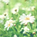 오늘의 다이어리 네이버블로그
