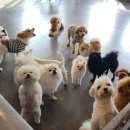 혼자두면 장판뜯어서 차린 개카페 이미지