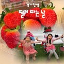 걸미로 | 안성 실내 가볼만한곳 겨울 달콤한 딸기체험 하러가요