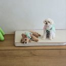 펫퍼블릭 | 오프리쉬 독파크 애견카페&수영장 내돈내산 후기
