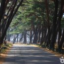 신화랑풍류숲길 이미지