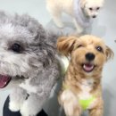 아이뽀 애견 유치원 호텔 | [김해/장유] 강아지호텔 퍼피가든 애견호텔 유치원 호텔링 두번째이용후기