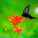 나비사랑 이미지