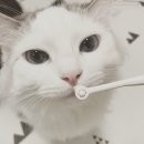 베토퀴놀코리아(주) 이미지