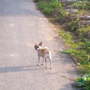 산책가는길 이미지