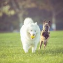 고고하개 이미지