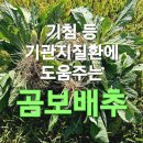 기침 등 기관지질환에 도움주는 곰보배추 자생지와 섭취방법 이미지