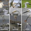 작은백로 이미지