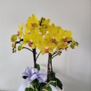 좋은인상 | 결혼 첫인사 선물 양재 꽃시장 좋은인상 호접란 후기 금액 영업시간 위치