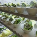 부안쌈밥 이미지