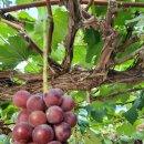 율현농장 이미지