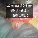 조은동물의료원 | 고양이 치아 흡수성 병변 전발치 노령묘 입원 수술 후기 및 비용