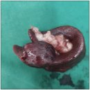 지오동물병원 이미지