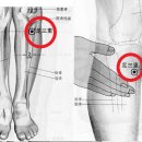 족삼리(足三里穴) (족양명위경의 합혈) 이미지