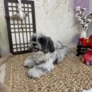 남02-1 | [후추 슬개골탈구 02] 강아지 슬개골 수술 후기_슬개골 탈구 3기, 4기_미용, 애카, 재활