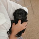 강아지에 빠지다 이미지