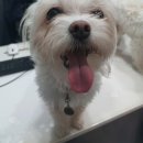 메디 포즈 동물병원 이미지