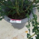 소금꽃정원 이미지