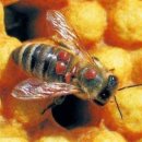 비센약품 주식회사 이미지