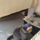 캣스토리 이미지