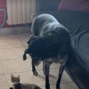 강아지세상 고양이세상 이미지