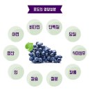 포도 효능 및 포도씨 먹으면 좋은 점! 한국 포도, 칠레 포도 오독오독 씨까지 자시와요 이미지