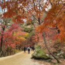 제6차 문경새재 단풍길 트래킹 산행공지 이미지