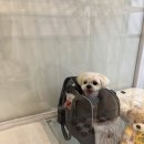 베벌리 도그 이미지