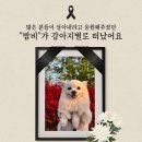 강아지 별로 떠난 "밤비"를 기억해 주세요 이미지