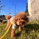 힐링독 반려견센터 이미지