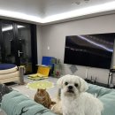 뚱댕 이미지