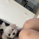 베베독 강아지분양 대구본점 이미지