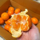 싱싱과일 | 온라인과일구매 상한 곳 없이 싱싱하고 맛있는 과일 전문점 푸르름 이용후기