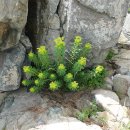 암대극 Euphorbia jolkinii Boiss. 이미지