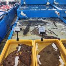 싱싱활어회 | [동해 여행] 바다를 보며 즐기는 싱싱함 끝판왕, 묵호항 전망대 활어회 센터 후기 🐟