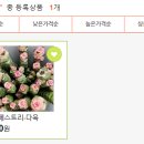 다육식물놀이터