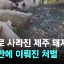 [단독] "땅으로 꺼졌나?' 통째로 사라진 돼지농장... 4년 만에 이 이미지