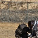 개두방정 이미지