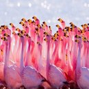 플라밍고 이미지