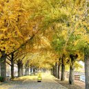 곡교천 은행나무길 이미지