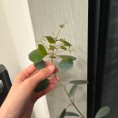 포에마 | 심장이 쫄깃한 유칼립투스 키우기 - 밀당왕 칼립이. 물 주기의 중요성