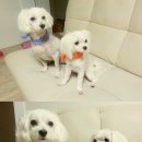 개 키우는 언니 이미지