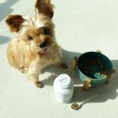 제일바이오펫 | 강아지관절건강, 임비타 면역력케어 관절 강아지영양제 후기