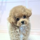 헬로우버디 판교밸리점 이미지