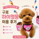 하이멍뭉 - 10448 | 구로 애견미용 내돈내산｜매번 믿고 맡기는 하이멍뭉, 다봉이 단골 미용실🐶