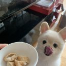 댕댕상점 이미지