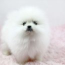화이트포메라니안 이미지