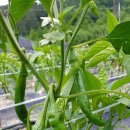 웃말농장 이미지