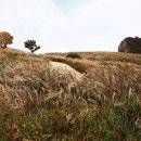 황매산 억새축제 이미지