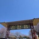 씨투피 | 태안 안면암 벚꽃축제 꽃피는절 태안가볼만한곳 주차비 입장료